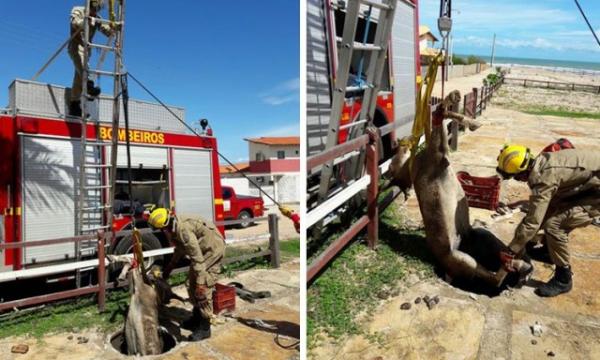 Jumento cai em buraco de 3 metros e é resgatado no litoral piauiense.(Imagem:Cidadeverde.com)