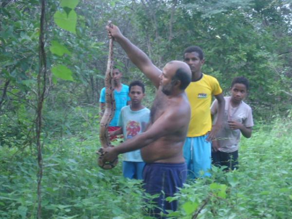 Cobra jiboia é encontrada dentro de residência em Floriano.(Imagem:FlorianoNews)