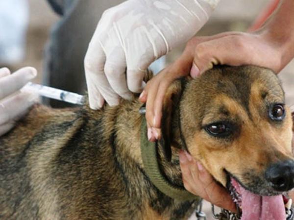 Cães e gatos são vacinados contra raiva.(Imagem:Foto:G1/PB)