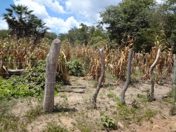 Falta prolongada de chuva compromete a agricultura.(Imagem:FlorianoNews)