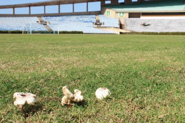 Cogumelos no meio de campo do estádio Albertão.(Imagem:Renan Morais/GloboEsporte.com)