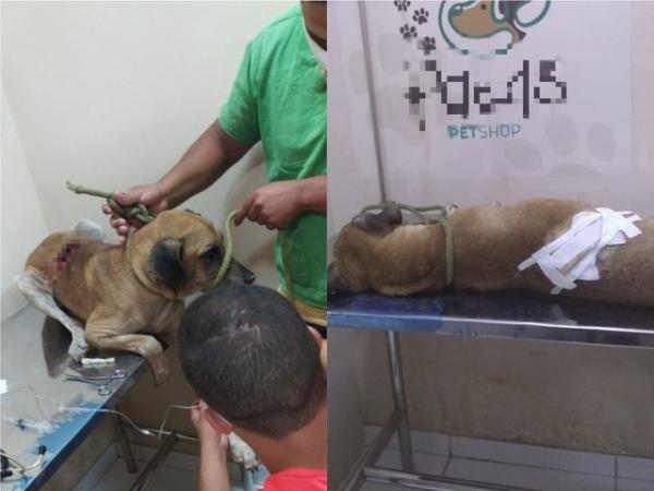 Cachorro foi socorrido, atendido por veterinário e encaminhado para associação que cuidará da adoção.(Imagem:Divulgação/PM-PI)