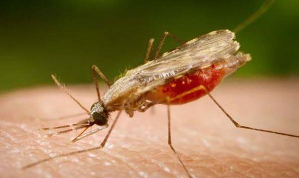 Sesapi prepara capacitação para surto de malária no Piauí(Imagem:Ilustrativa)
