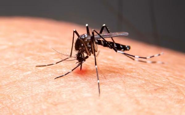 Aedes aegypti, mosquito transmissor da dengue.(Imagem:g1g1)