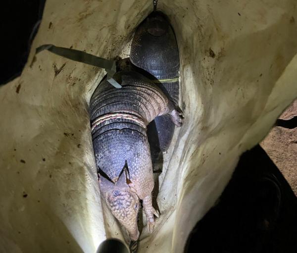 Polícia Ambiental flagra caça ilegal e resgata animais silvestres em Dom Inocêncio(Imagem:Arquivo PMPI)