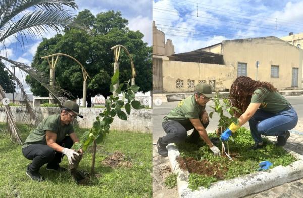 Prefeitura realiza plantio de &aacute;rvores em pra&ccedil;as e espa&ccedil;os p&uacute;blicos de Floriano(Imagem:Reprodu&ccedil;&atilde;o/Instagram)