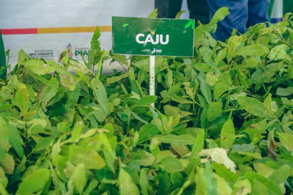 A a&ccedil;&atilde;o amplia as &aacute;reas verdes, contribui para o equil&iacute;brio clim&aacute;tico e fortalece a recupera&ccedil;&atilde;o de ecossistemas em diversas regi&otilde;es do estado.(Imagem:Jo&atilde;o Allbert)