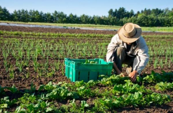 Garantia Safra é liberado para mais 43 municípios no Piauí.(Imagem:iStock)