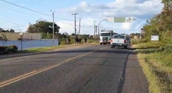 Animais na pista causam transtornos à motoristas na PI-05, em Floriano.(Imagem:Edson Veloso)