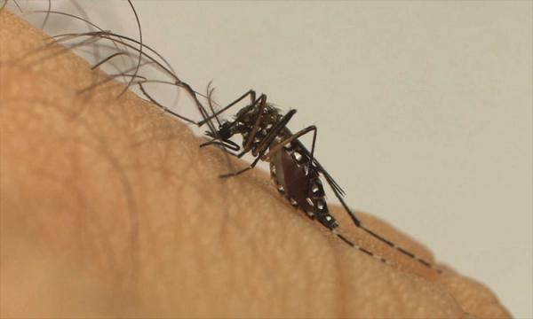 Piauí registra queda de 76% no número de casos de dengue; casos de zika e Chikungunya também caíram.(Imagem:Fiocruz)