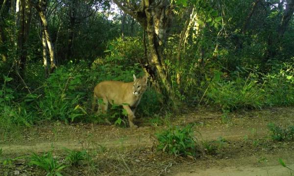  Onça fotografa no Parque Serra da Capivara.(Imagem: Divulgação )