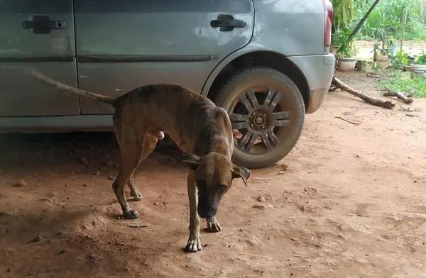 Mulher denuncia que cachorro foi morto a tiros após entrar em fazenda no Piauí; polícia investiga.(Imagem:Arquivo Pessoal)