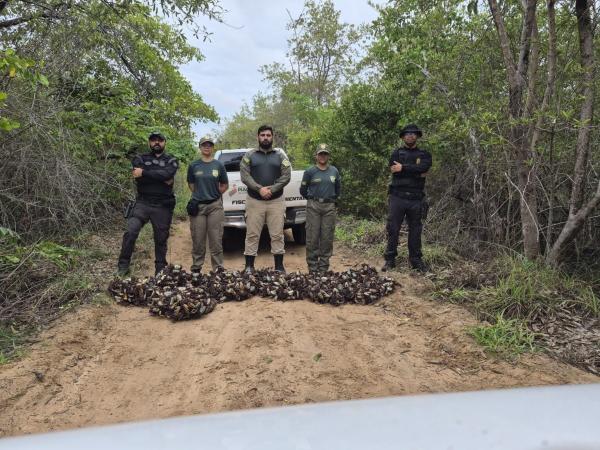 Per&iacute;odo de defeso: Semarh realiza maior apreens&atilde;o de caranguejos-u&ccedil;&aacute; durante opera&ccedil;&atilde;o no litoral do Piau&iacute;(Imagem: Ascom Semarh)