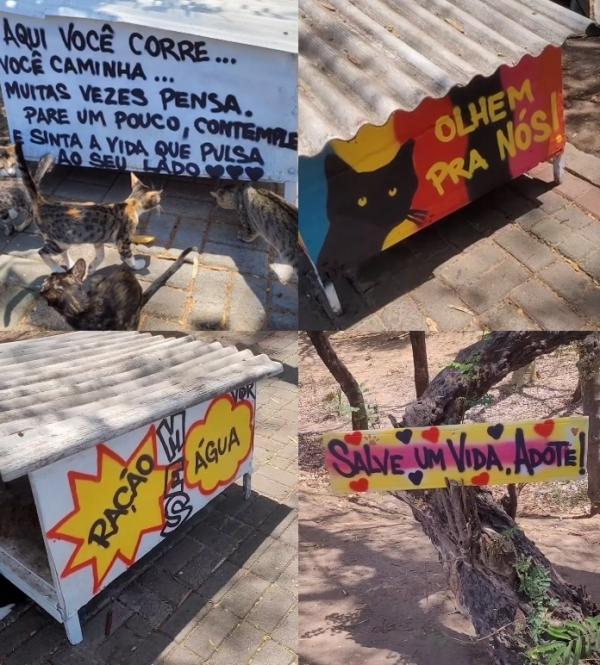 Local para doações na Av. Marechal.(Imagem: Instagram @gatinhosdamarechal)