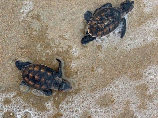 Mais de 500 mil filhotes de tartarugas nascem em praias do Piauí em uma semana e são liberados ao mar(Imagem:Reprodução)