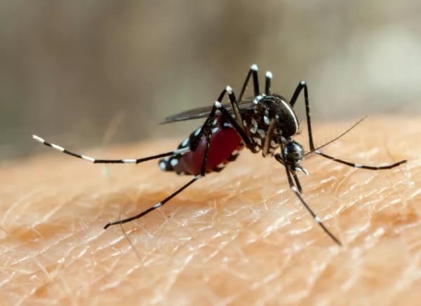 O mosquito africano Aedes aegypti é o transmissor da dengue, ou melhor, a fêmea do mosquito.(Imagem:Freepik)
