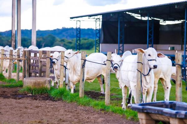 Rebanho bovino(Imagem:Ascom SADA)