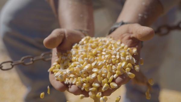 Piauí ganha destaque na produção de grãos(Imagem:Reprodução)