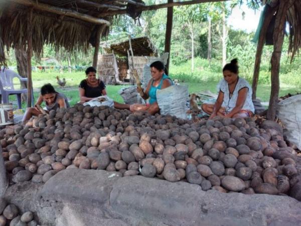 Quebradeiras de coco doam 20 t de alimentos em parceria com o Governo(Imagem:Reprodução)