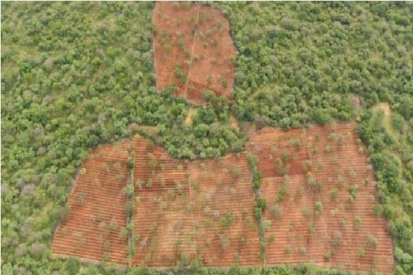 Polícia encontra plantação de 120 mil pés de maconha no interior do Piauí(Imagem:Reprodução)