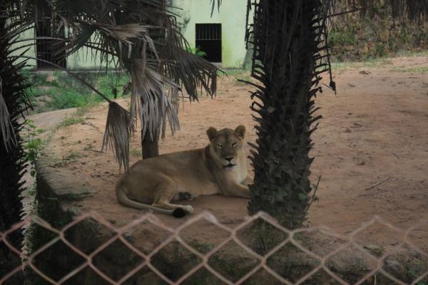 Parque Zoobotânico, em Teresina(Imagem:Ilanna Serena)