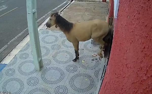 Cavalo quebra porta de consultório odontológico em São Luís do Piauí.(Imagem:Arquivo Pessoal)