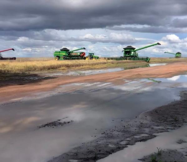 Excesso de chuva atrasa colheita da soja no sul do Piau&iacute; e preocupa produtores.(Imagem:Divulga&ccedil;&atilde;o)