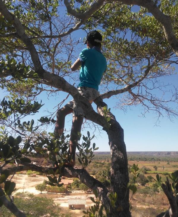 Alunos sobem em árvore em cima de morro para assistirem a aulas remotas no Piauí(Imagem:Reprodução)