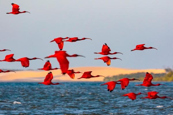 Revoada dos Guar&aacute;s ? Delta do Parna&iacute;ba(Imagem:Chico Rasta/Mtur)