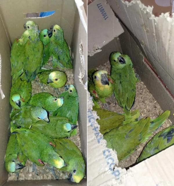 Homem é preso ao ser flagrado transportando mais de 50 papagaios em caixas, no PI.(Imagem:Polícia Militar)
