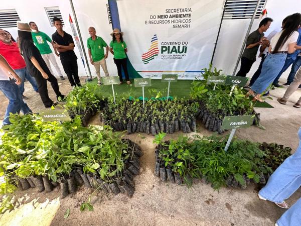 Piaui ultrapassa 3,6 milh&otilde;es de mudas nativas e frut&iacute;feras distribu&iacute;das; o equivalente a mais de 3 mil campos de futebol(Imagem:Ascom Semarh)