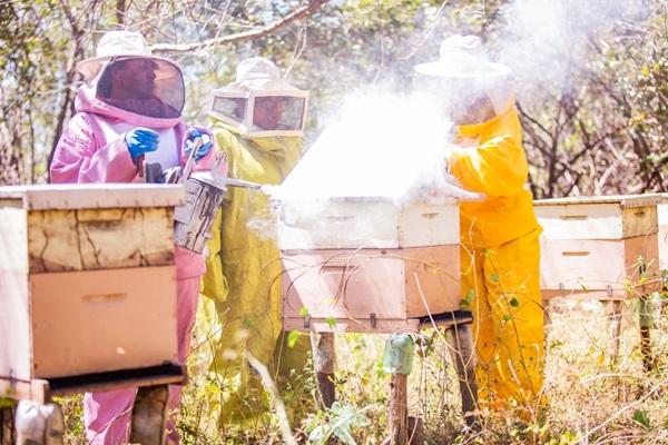 Projeto transformou a vida de 36 mil famílias de agricultores em 89 municípios do semiárido no Piauí(Imagem:Reprodução)