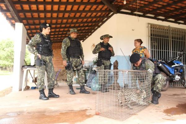 Batalhão Ambiental recolhe jaguatirica após entrega voluntária no Piauí.(Imagem:Soldado Israel/ BPA)