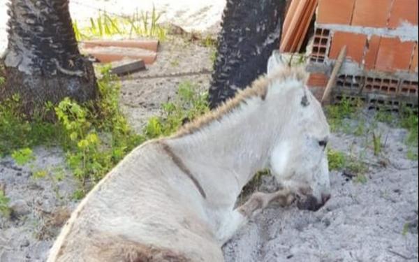 Jumento ficou gravemente ferido após agressão a facada no Piauí.(Imagem:Divulgação)