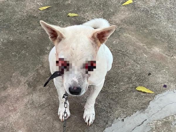 Duque está internado no Hospital Veterinário da UFPI e foi submetido a uma cirurgia.(Imagem:Divulgação /PC-PI)