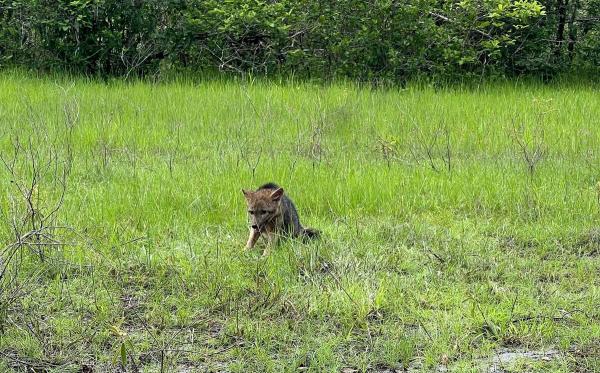 Semarh realiza a soltura de nove animais silvestres na região norte do estado(Imagem:Divulgação)