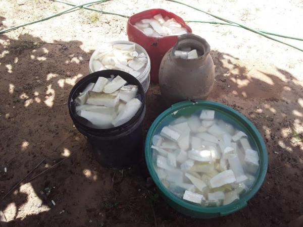 Família de agricultores colhe macaxeira de três metros em Eliseu Martins, Piauí.(Imagem:Arquivo Pessoal)