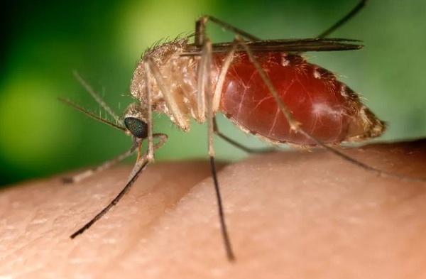 Doença é transmitida pelo mosquito comum.(Imagem:Wikimedia Commons)
