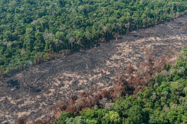 Piauí desmatou quase 190 hectares por dia em 2021, revela estudo do MapBiomas.(Imagem:Reprodução/Vinícius Mendonça/Ibama)