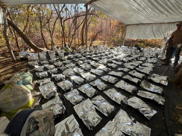 Plantação de 130 mil pés de maconha é encontrada pela polícia em Cristino Castro(Imagem:Denarc-PI)