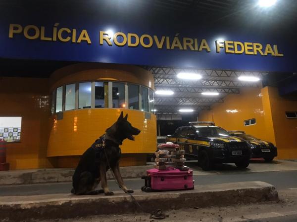 Cão farejador da PRF localizou droga em ônibus em Floriano.(Imagem:Divulgação/PRF-PI)