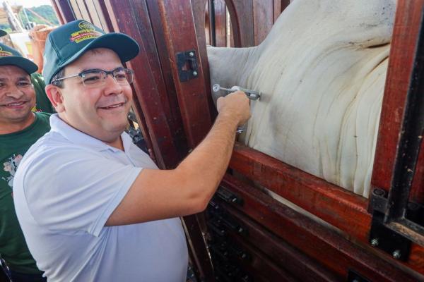 A meta é imunizar o rebanho bovino piauiense e garantir a segurança da produção em âmbito nacional e internacional.(Imagem:Divulgação)