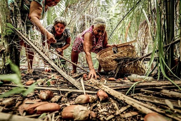 Projeto de lei proibe ações na quebra de coco babaçu e reconhece como patrimônio.(Imagem:Divulgação)