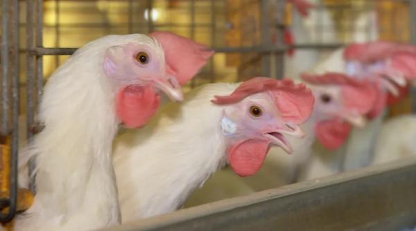 Granjas reforçam medidas preventivas contra gripe aviária.(Imagem:TV TEM/Reprodução)
