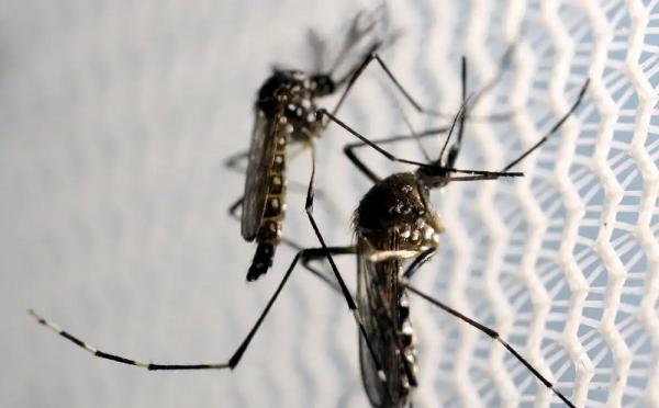 Cerca de 75% dos criadouros de mosquitos estão nos domicílios.(Imagem:Reuters/Paulo Whitaker/Direitos Reservados)