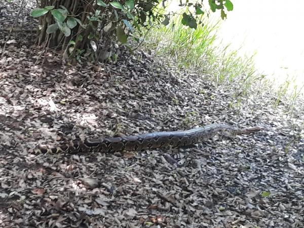 Jiboia de quase 2 metros é resgatada de árvore em residência no Piauí.(Imagem:Divulgação)