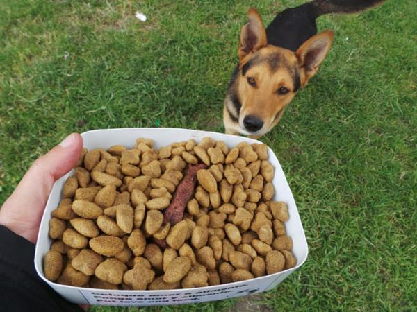 Lei cria Banco de Ração para animais de abrigos e de famílias de baixa renda no Piauí(Imagem:Divulgação)