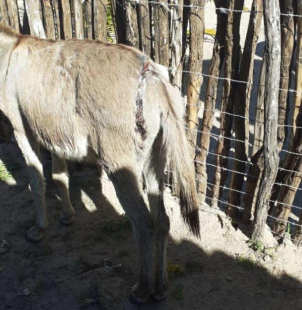 Jumento ficou gravemente ferido após agressão a facada no Piauí.(Imagem:Divulgação)