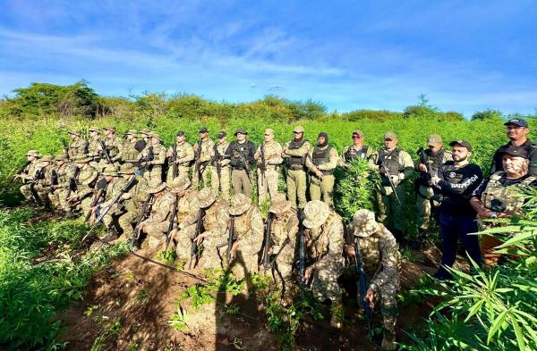 Apreensão de maconha no Piauí cresce mais de 500%, um dos melhores resultados do país(Imagem:Divulgação)