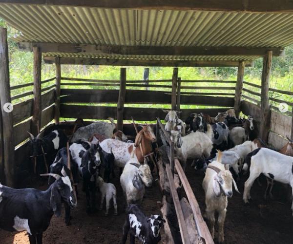 Prefeitura de Floriano e Sebrae/PI se unem para ações do projeto Agronordeste em localidades rurais.(Imagem:Reprodução/Instagram)